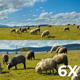  Reolink Trackmix Series G770 mit Solarpanel 2, Überwachungskamera tarnfarben